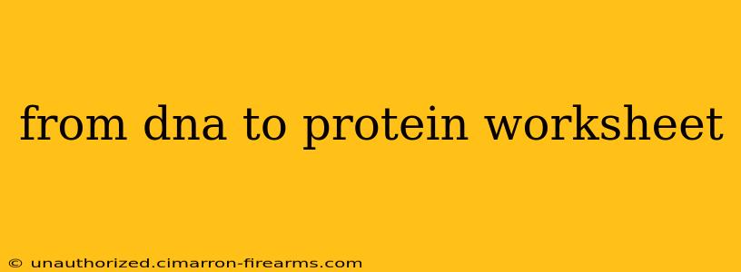 from dna to protein worksheet