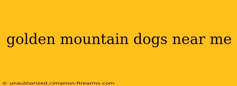 golden mountain dogs near me