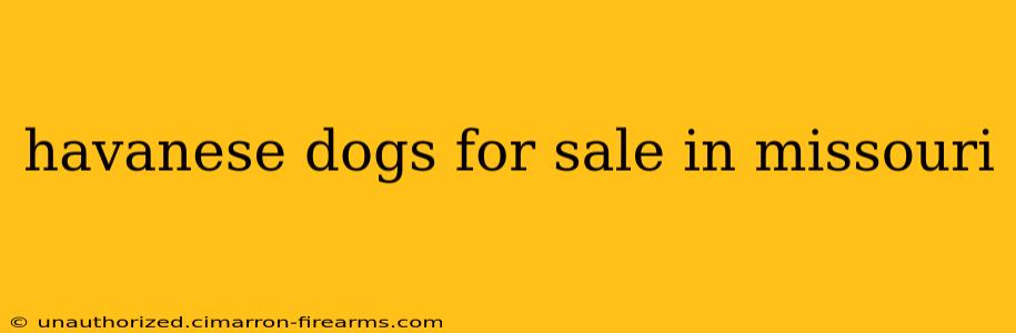 havanese dogs for sale in missouri