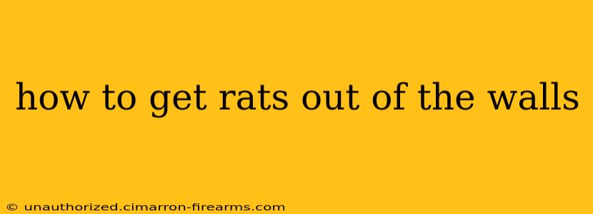 how to get rats out of the walls