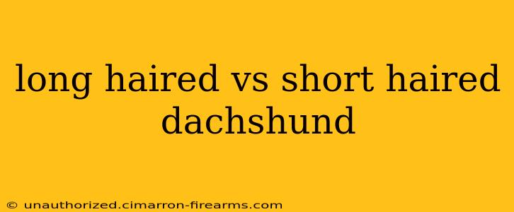 long haired vs short haired dachshund