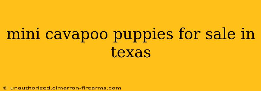 mini cavapoo puppies for sale in texas