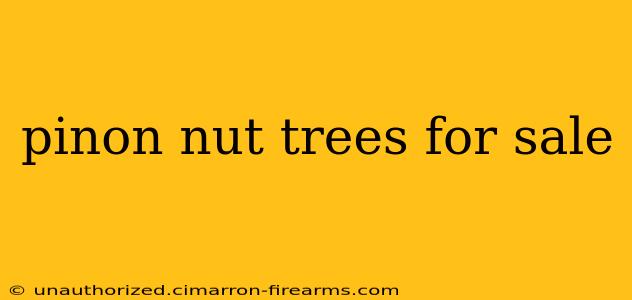 pinon nut trees for sale