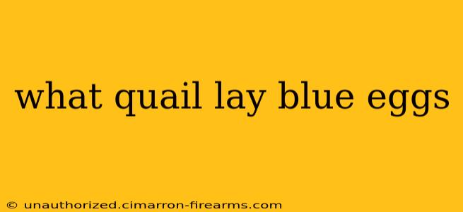 what quail lay blue eggs